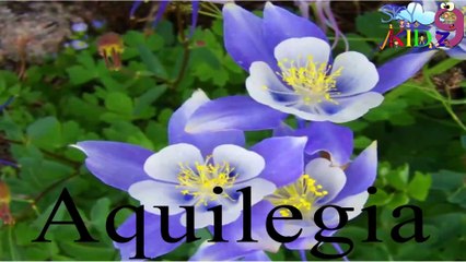 Flowers for Kidz    English rhymes for children   Pre- school rhymes