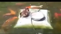 ALLAH KI qudrat allah ki shan subhan allah strange video duck is feeding to fishes,infoprovider