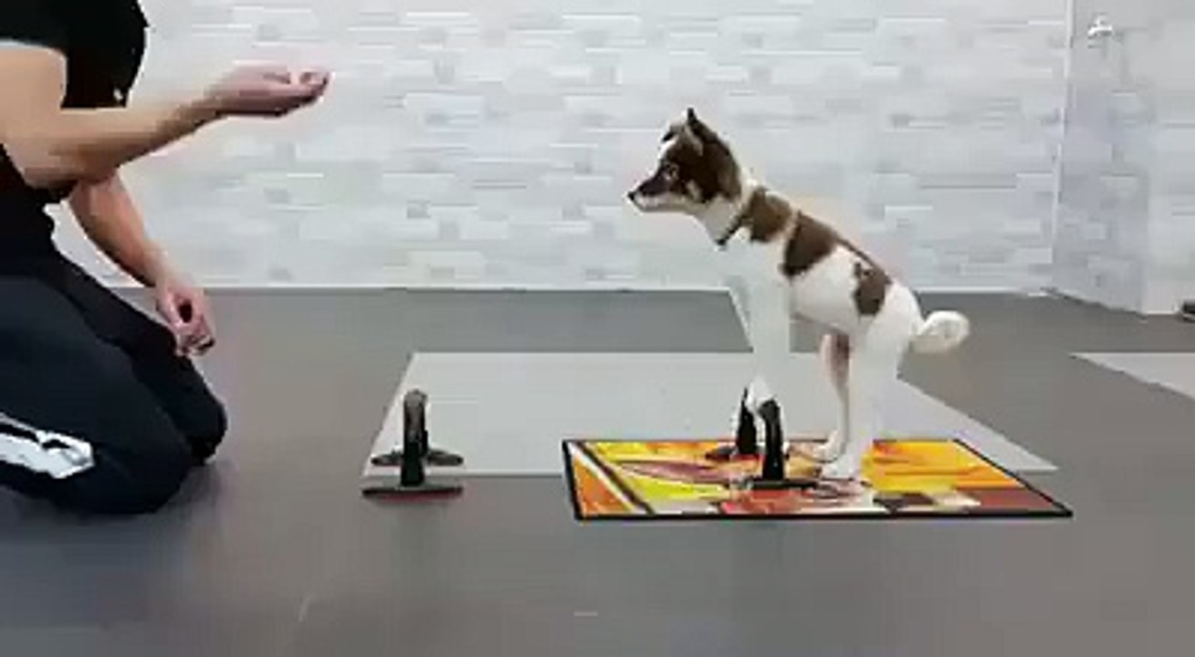 Spor Yapan Sevimli köpek