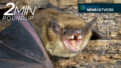 Virgin births, bat fungus breakthrough & baby albino whales