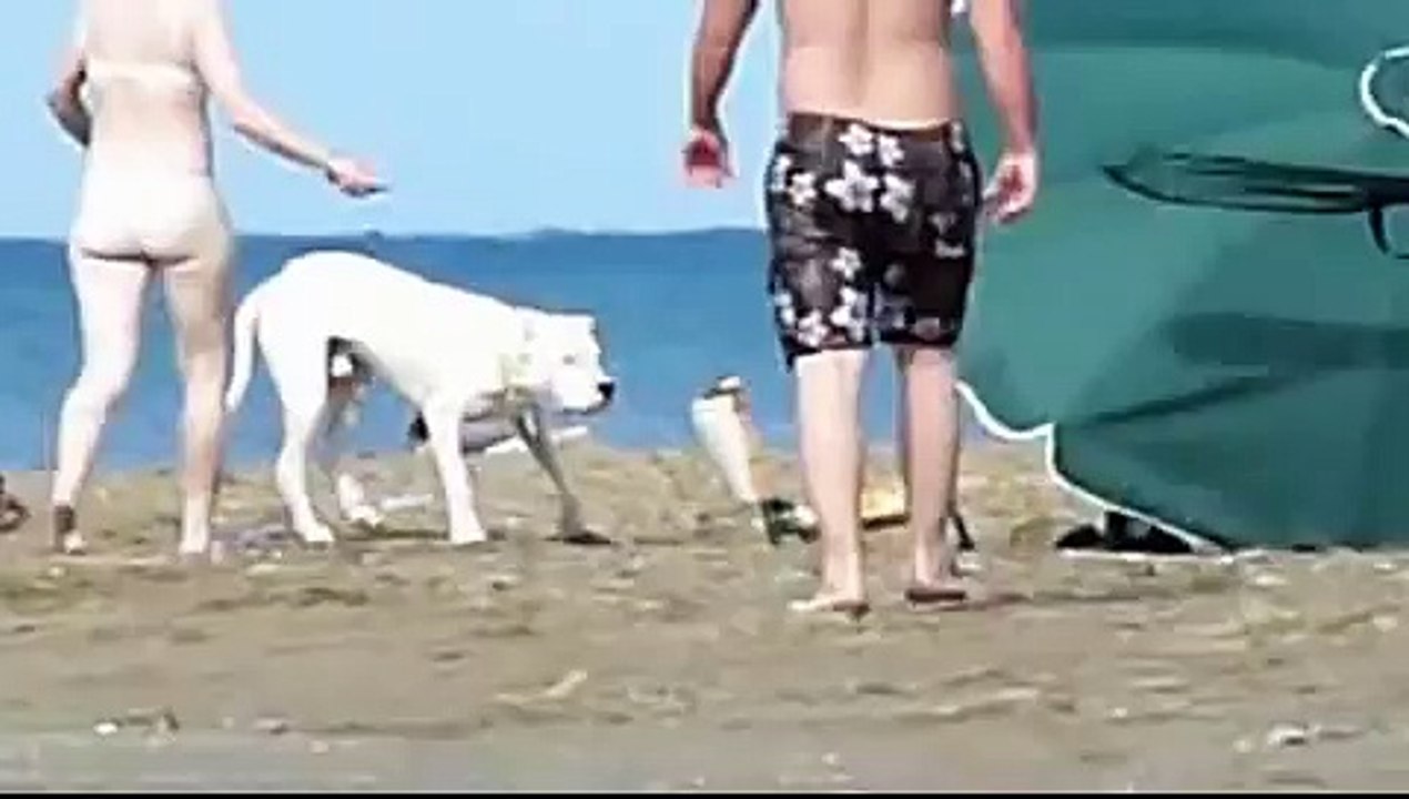 Dogo Argentino, Asustado