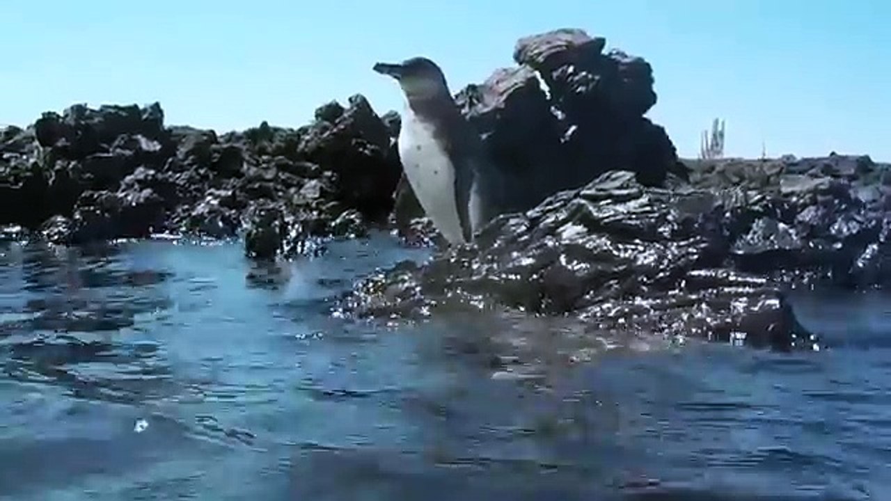 Galapagos Pengueni