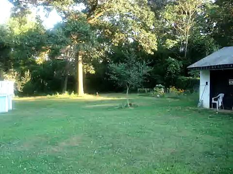 Doberman Puppies playing - 1 years old