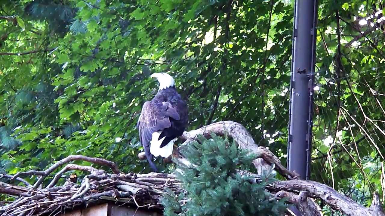 National [DC] Zoo Bald Eagle (HD)