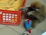 baby monkey plays with his toys