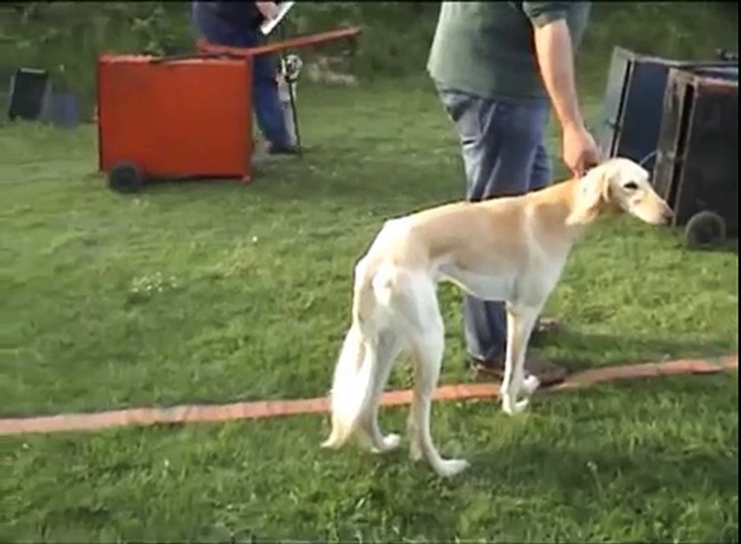 non pedigree whippet