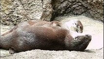 Heavy petting.Asian small clawed otter.コツメカワウソの濃厚なラブシーン？