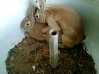 تلقيح الارانب..منتديات توزوو..2zoo