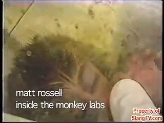 Inside the Monkey Labs