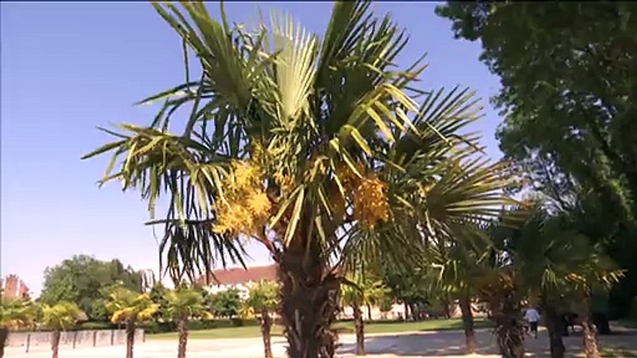 Record de chaleur dans la région : zoom à Arras