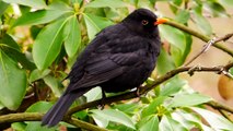 Common Blackbird or Eurasian Blackbird (Turdus merula ♂) / Amsel oder Schwarzdrossel [07]