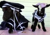 Goats Dress Up as Sailors