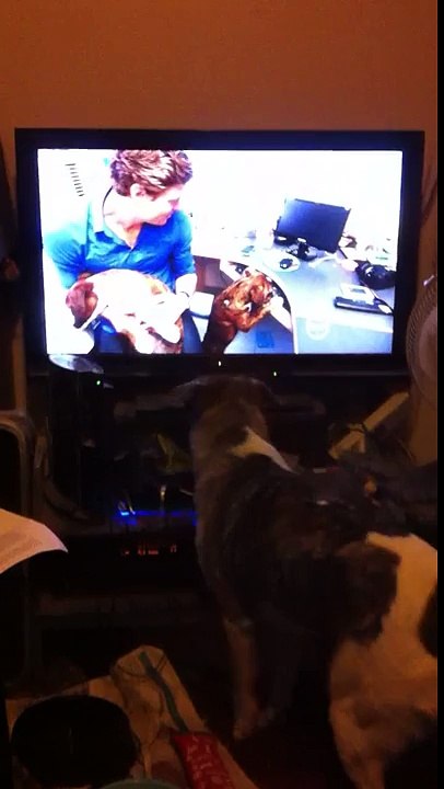 Bondi Vet's biggest fan!