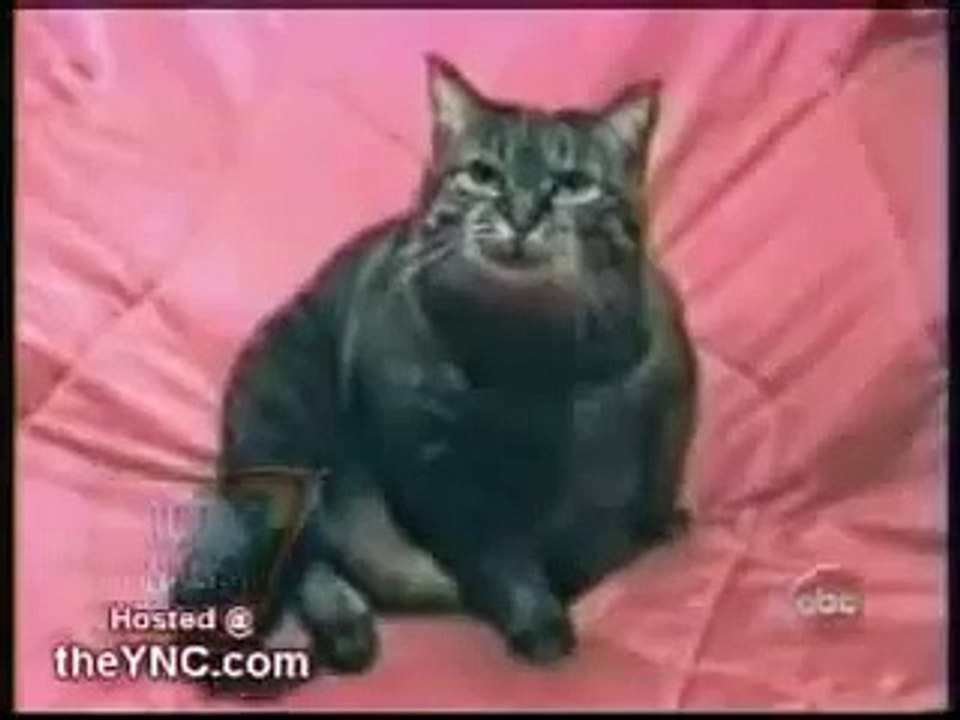 Crazy Babbling Cat