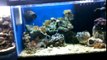 10 gallon nano reef tank Thanksgiving 2010!!!!