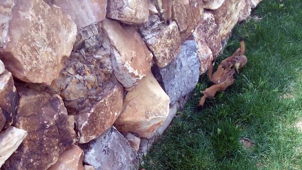 Des bébés belettes suivent leur maman