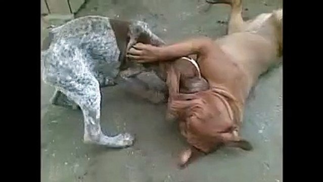 Puppy Bracco Italiano APOLLO vs. Young Dogue de Bordeaux BELLAMY & Young Dogo Argentino AMANCIO