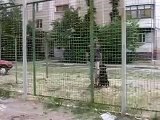 Rottweiler jumps a very high fence !