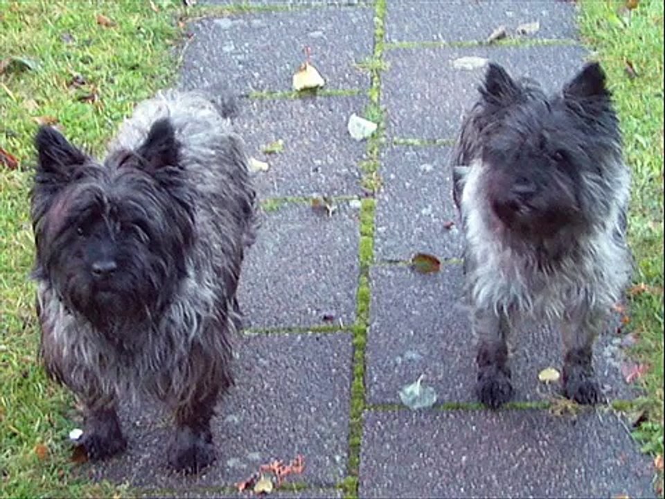 Cairn Terriers
