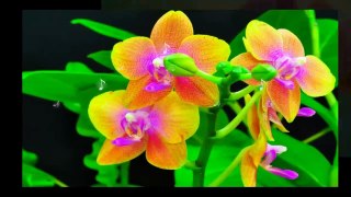 Relaxing music - saxophone and orchids! ... ...