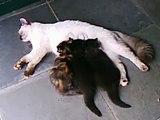 Cute Cat Nursing her Kittens (Beautiful moment)