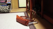 透明バッグと猫 - Transparent Bag and Ohagi -