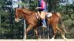 Money SMOOTH and FEARLESS Tennessee Walking Horse Trail Horse For Sale