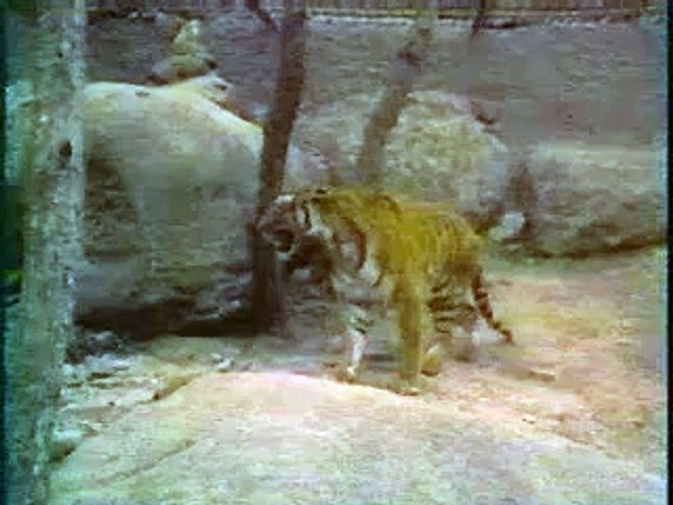 lion vs tiger