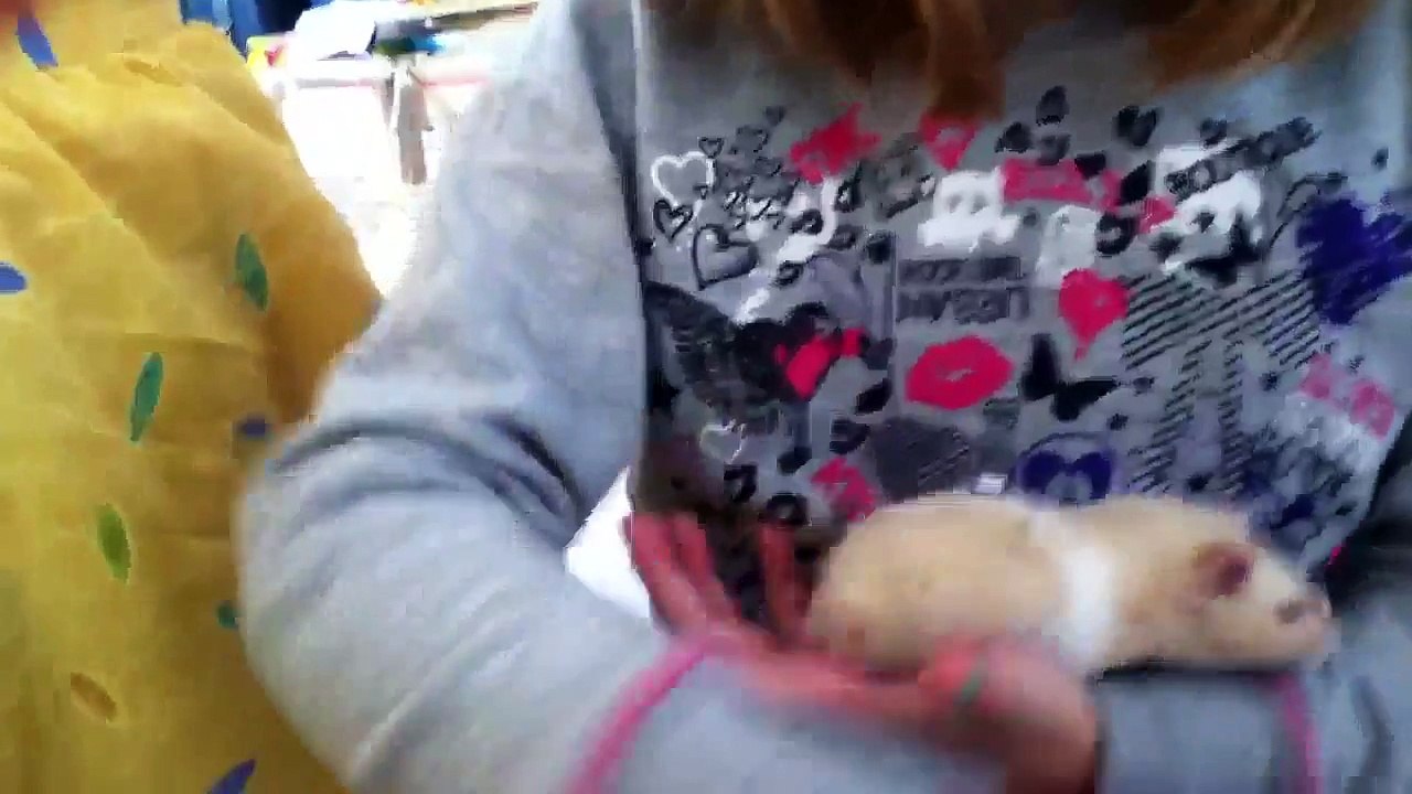 How to bathe your hamster