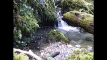 Découverte d'un superbe ruisseau sauvage des Pyrénées