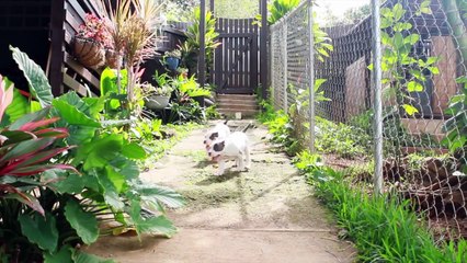 American Bully Puppies for Sale