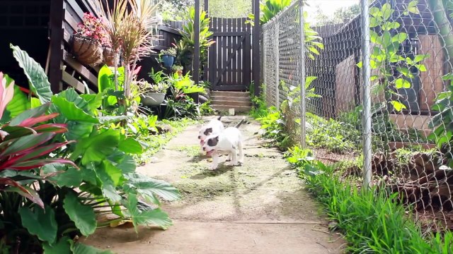 American Bully Puppies for Sale