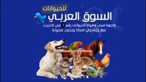 كلاب سلق للبيع اسعار كلاب البيتبول شراء كلاب صغيرة كلاب الروت وايلر للبيع في مصر صور كلاب