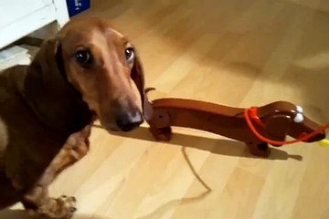 My Dog UrpoArmas and Kackel Dackel