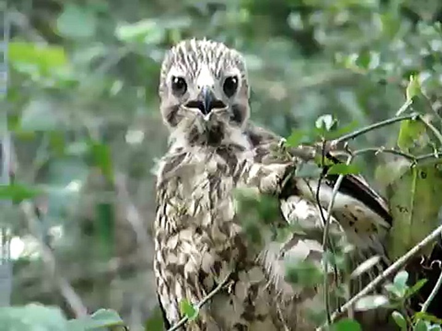 baby hawk