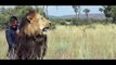 ✺ Kevin Richardson   Van Gils   A world's first  playing football with wild lions