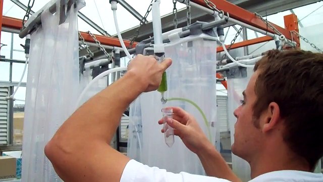 Clean Algae Sample: Haematococcus Pluvialis (Source of Astaxanthin)