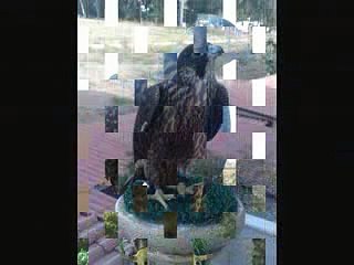 falco pellegrino su femmina di fagiano ottimo volo