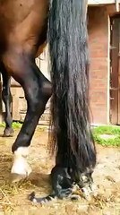 Kitten playing with the tail of a horse