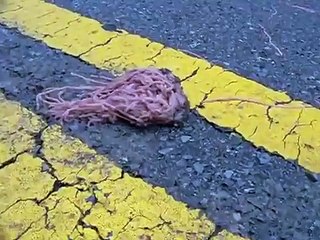 Orgies of earthworms