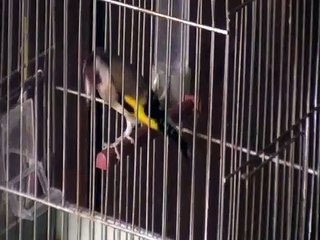 مقنين مروان- نقاوس/ باتنة