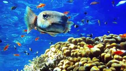 Dolphins Get High on Puffer Fish Toxins