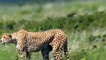 Cheetah Animals Documentary Cheetah, Max Speed Power National Geographic