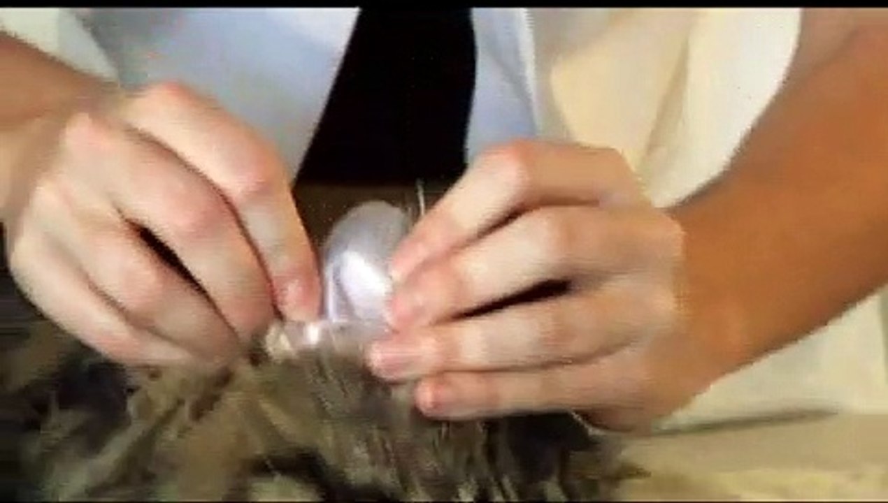 Hopi Helpful Hints: Testing Your Cat's Blood Glucose Levels