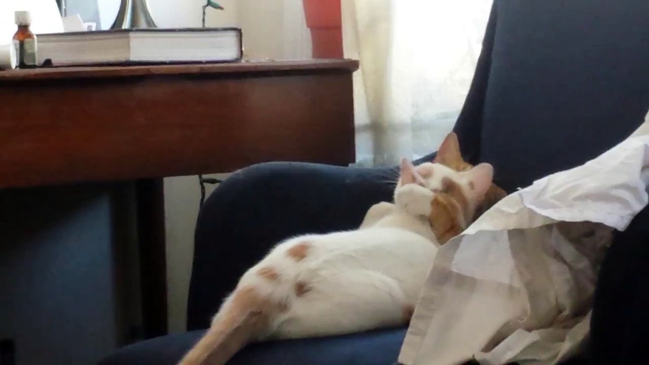kitty sisters making out