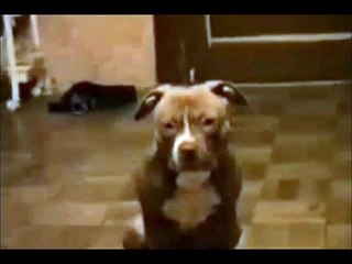 GR CH PEPSI TEAM'S HOLLY 6W