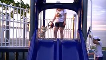 Siberian Husky Shelby plays at the Playground