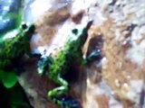 Feeding Fire Bellied Toads Mealworms
