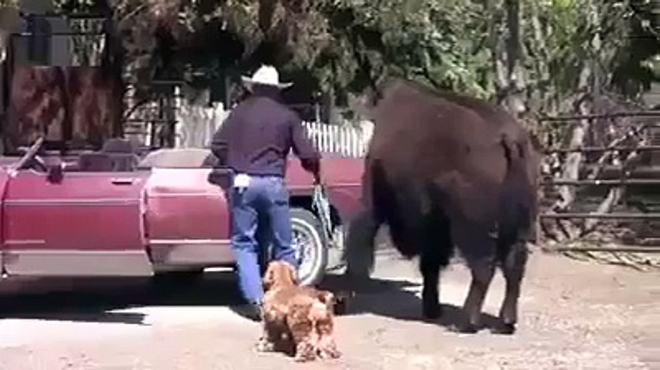train bull fantastic