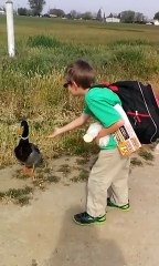 Un garçon promène son canard